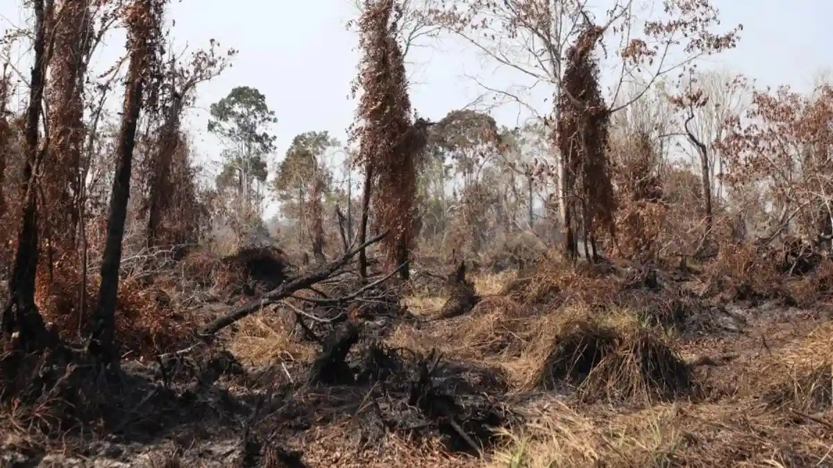 Penurunan Hotspot Karhutla di Jambi