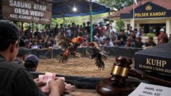 Sorotan Mengarah ke Judi Sabung Ayam di Weru Kandat, Polisi Didesak Bertindak