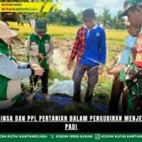 Sinergi Babinsa dan PPL Pertanian dalam Pengubinan Menjelang Panen Padi