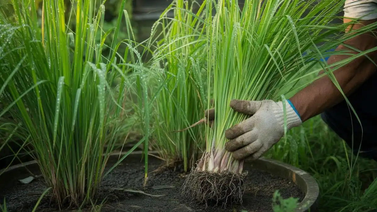 Cara Merawat Tanaman Sereh agar Tumbuh Subur, Rimbun, dan Wangi