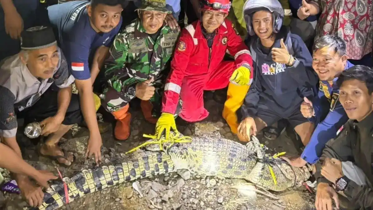 Satu Buaya Muara Dievakuasi, Ancaman di Sungai Cimandiri Sukabumi Masih Membayangi