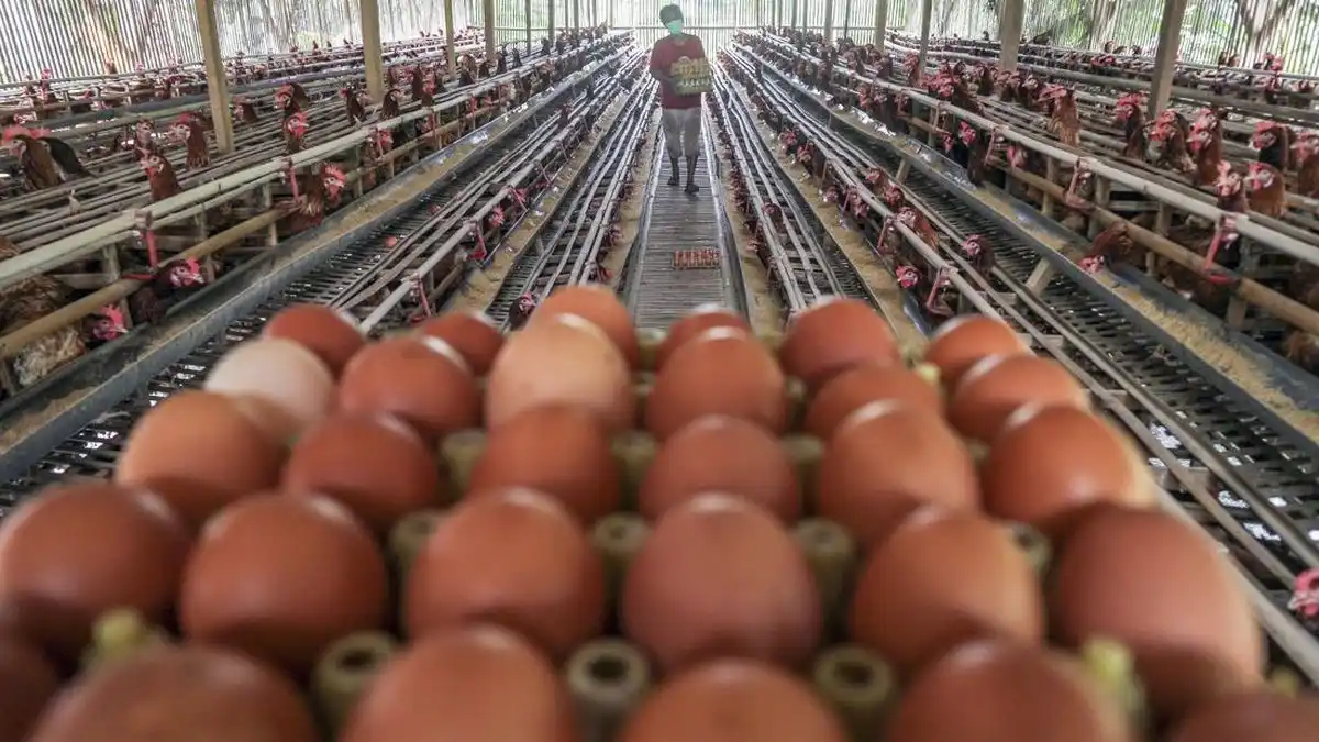 Tekanan harga telur juga terjadi ketika biaya pakan justru meningkat
