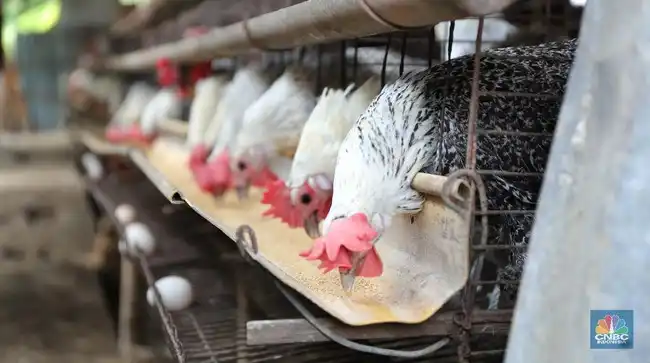 Ayam Kampung Vs Broiler Mana yang Lebih Bergizi?