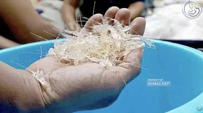 Potensi Benih Lobster Indonesia Belum Optimal, Penyelundupan Terus Mengalir ke Vietnam