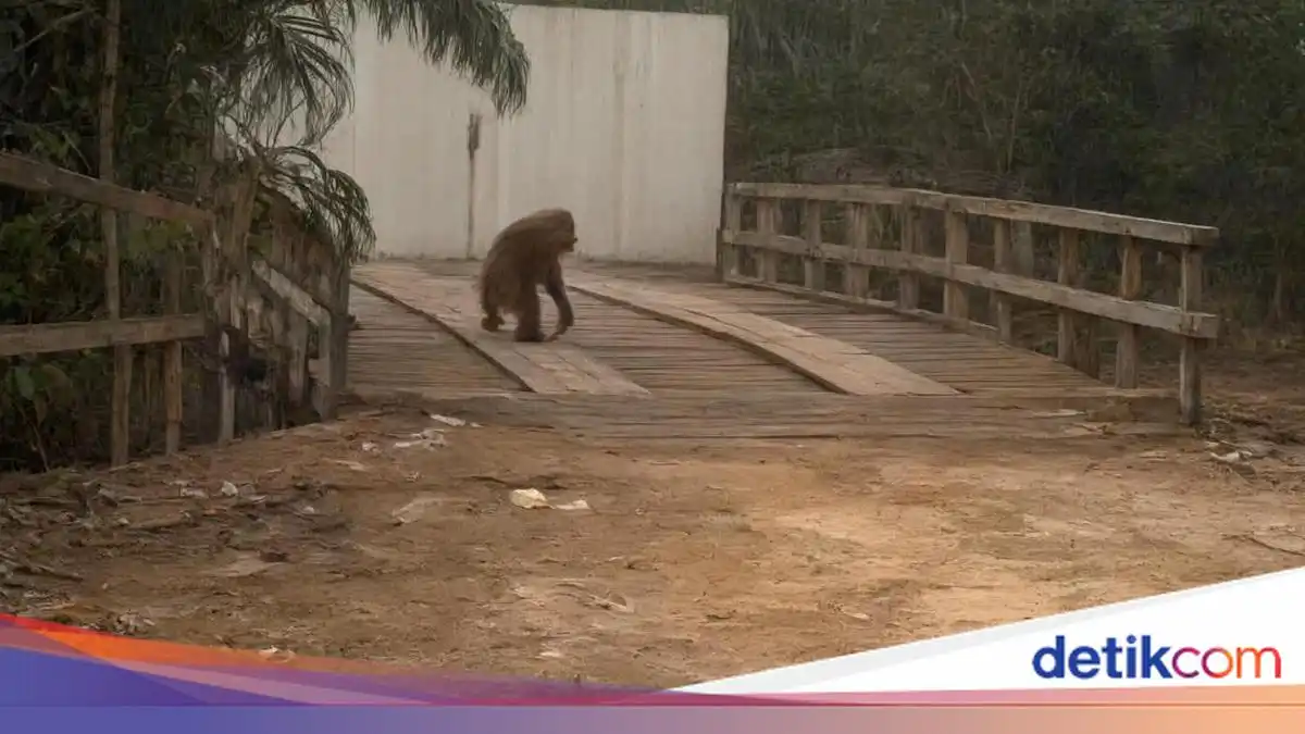 Orang Utan Keluar ke Jalan Pangkalan Bun-Kotawaringin Lama Usai Habitat Terbakar