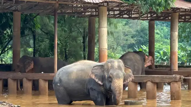 Jejak Panjang Alexander: Ketika Kematian Gajah Menghidupkan Kembali Ekosistem