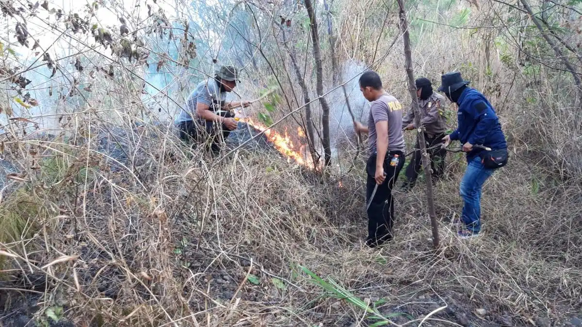 Target 21.000 Polisi Hutan pada 2027, Pemerintah Siapkan Penambahan Bertahap