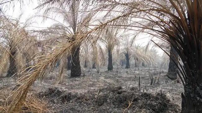 Pembasahan Gambut Dinilai Dapat Menekan Risiko Karhutla di Kalimantan
