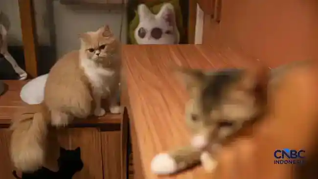 Apa yang Ditunjukkan Riset tentang Dampak Memelihara Kucing bagi Kesehatan