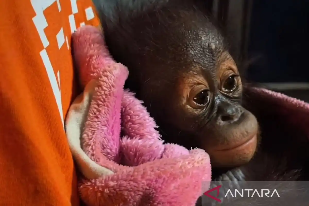 Bayi Orangutan Lemas di Kutai Timur Dievakuasi untuk Mendapatkan Perawatan