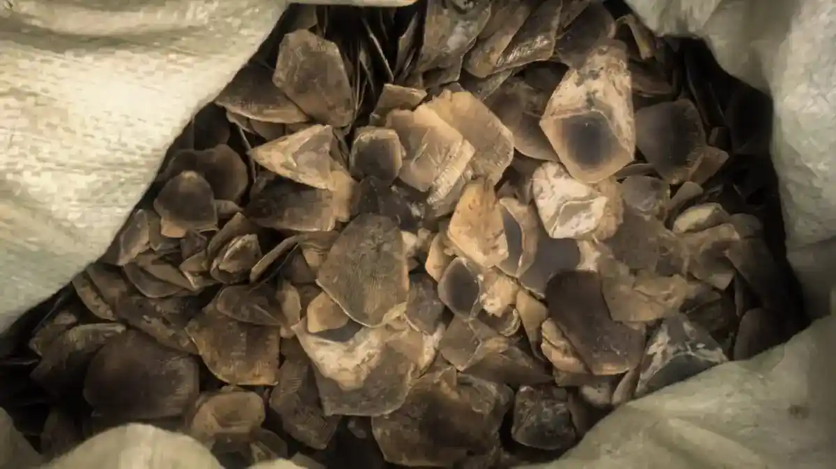 Dua Tersangka Diamankan dalam Pengungkapan Perdagangan Sisik Trenggiling di Bekasi